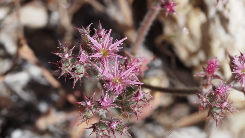 Chorizanthe fimbriata var. laciniata photo 5