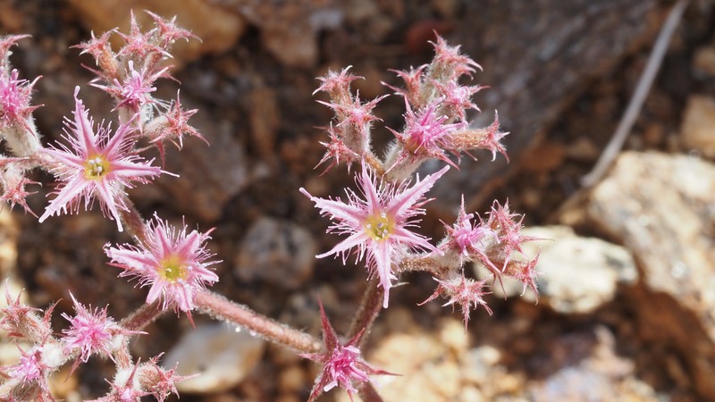 Chorizanthe fimbriata var. laciniata photo 6