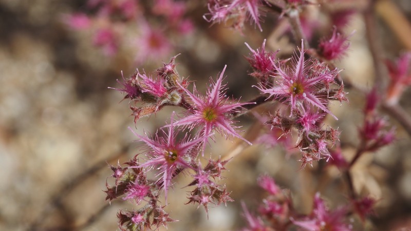 Chorizanthe fimbriata var. laciniata photo 7