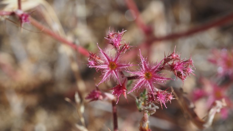 Chorizanthe fimbriata var. laciniata photo 8