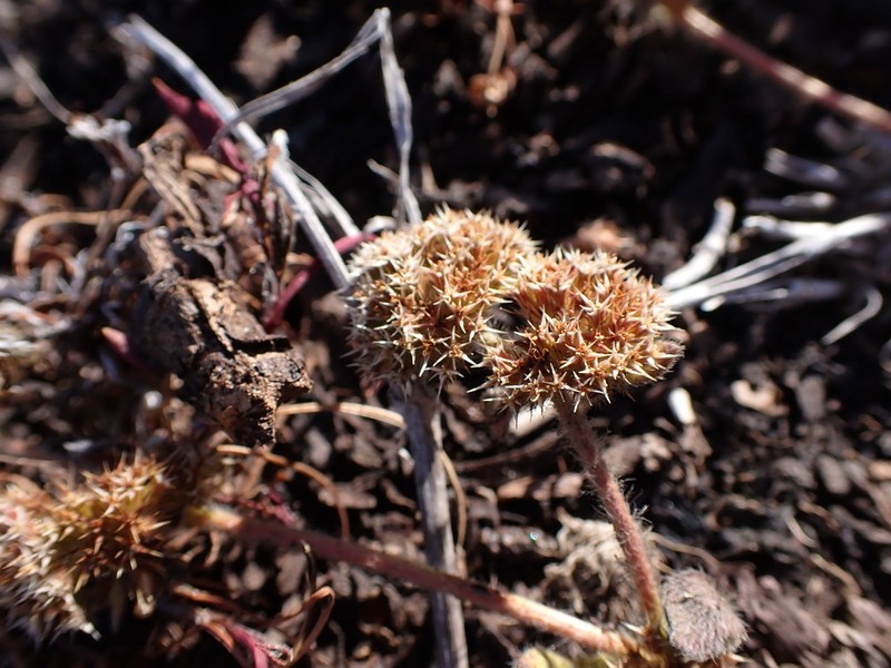 Mendocino Spineflower