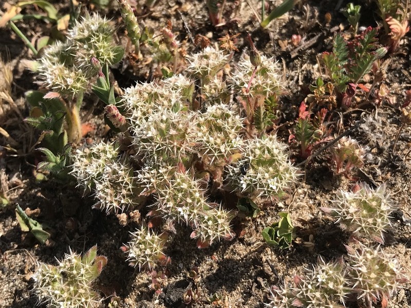 Mendocino Spineflower photo 2