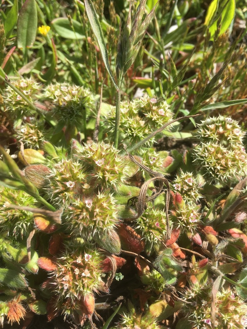 Mendocino Spineflower photo 3