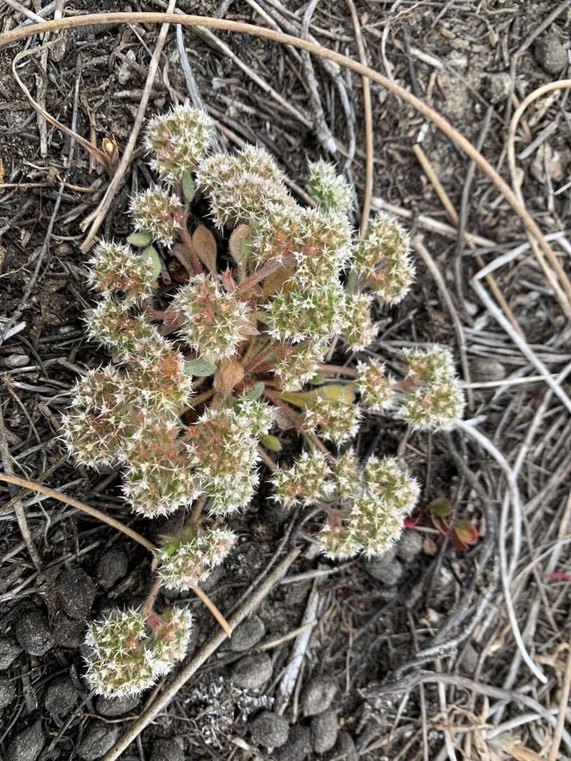 Mendocino Spineflower photo 4