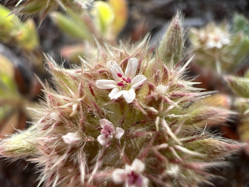 Mendocino Spineflower photo 5