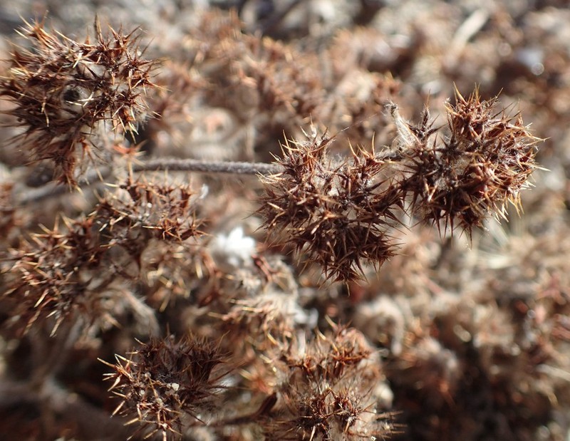 Mendocino Spineflower photo 6