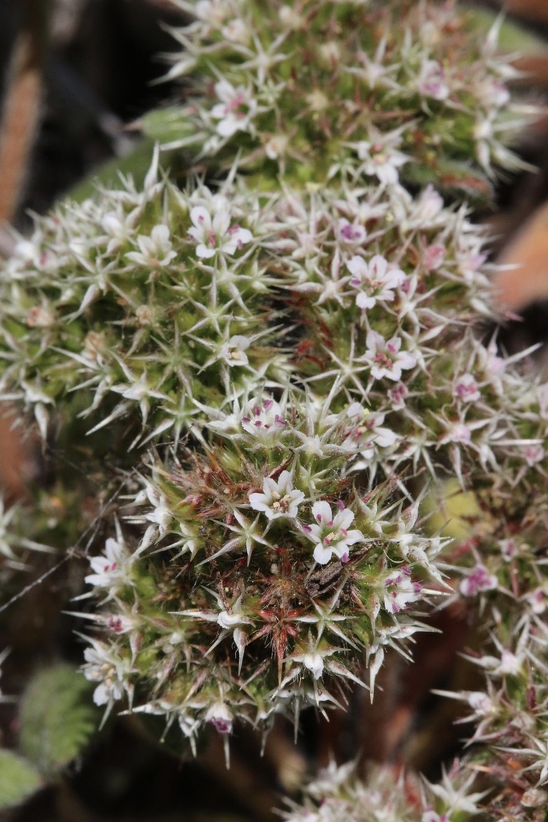 Mendocino Spineflower photo 8