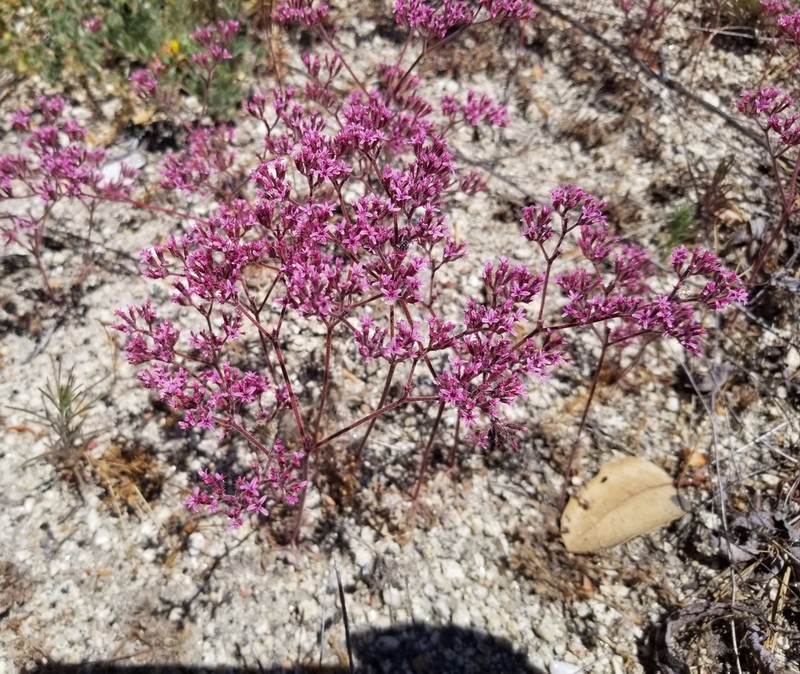 Ramona Spineflower