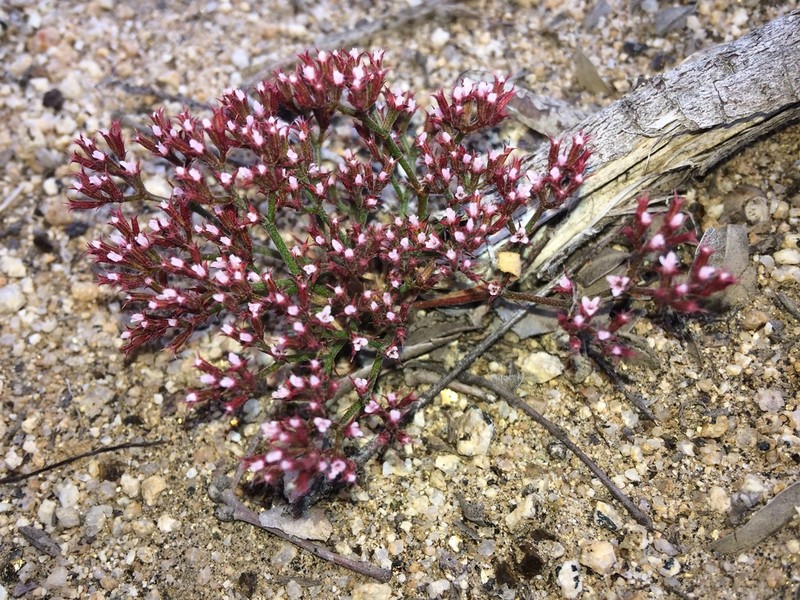Ramona Spineflower photo 3