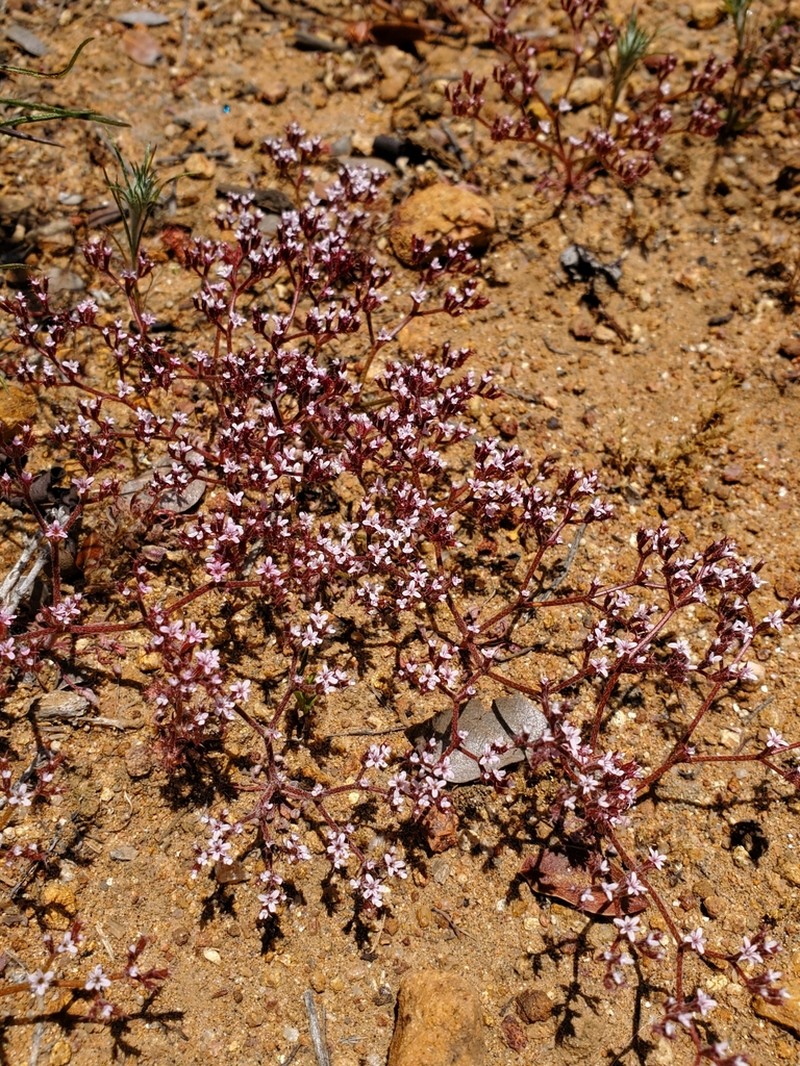 Ramona Spineflower photo 5