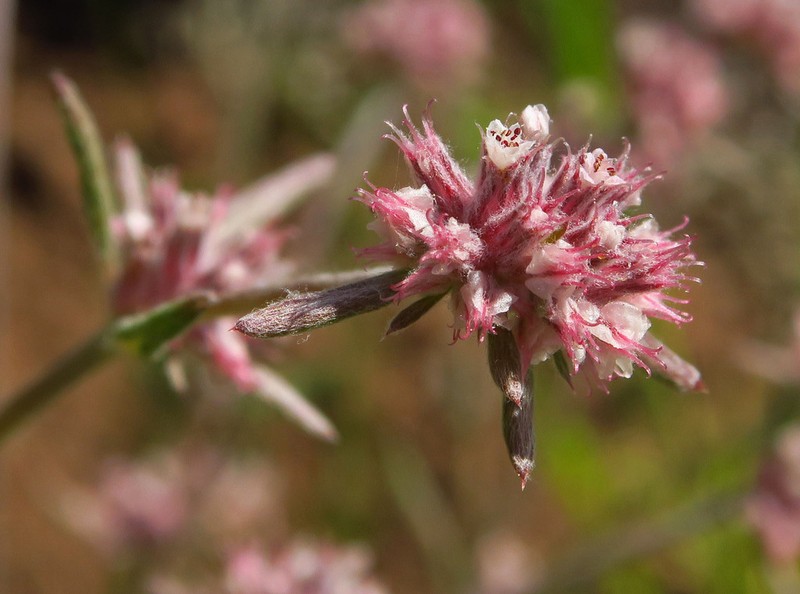 Pink Spineflower