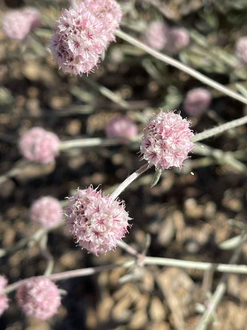 Pink Spineflower photo 2