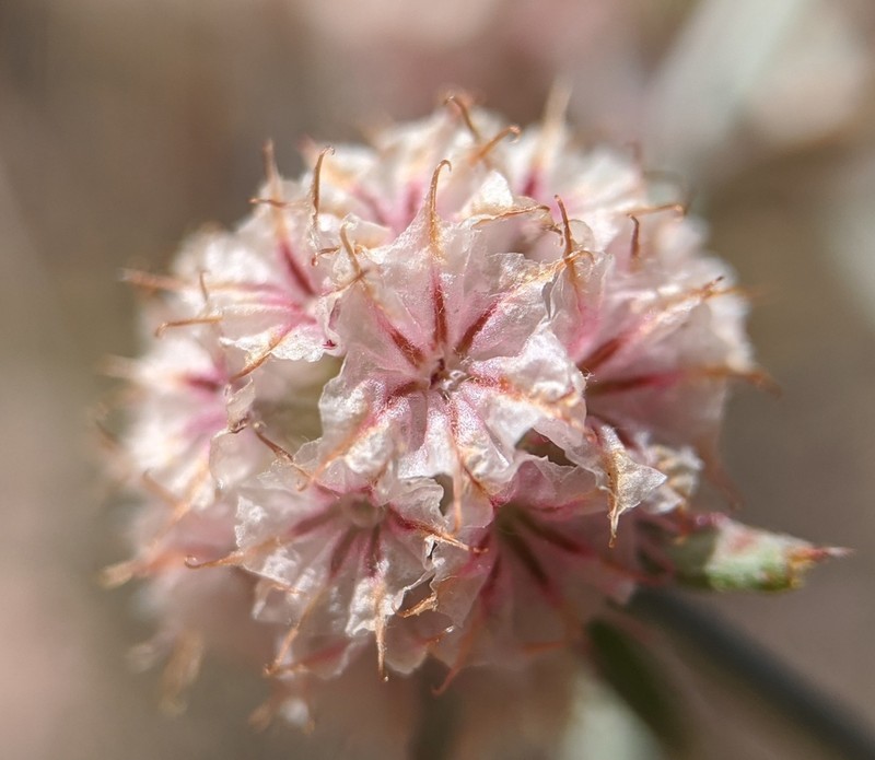 Pink Spineflower photo 3