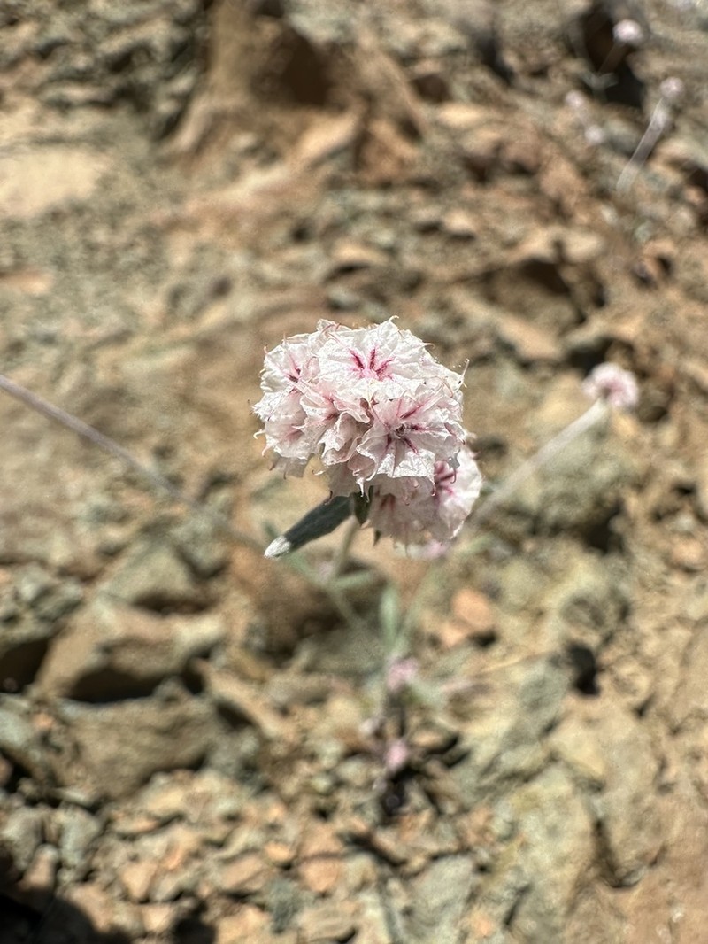Pink Spineflower photo 4
