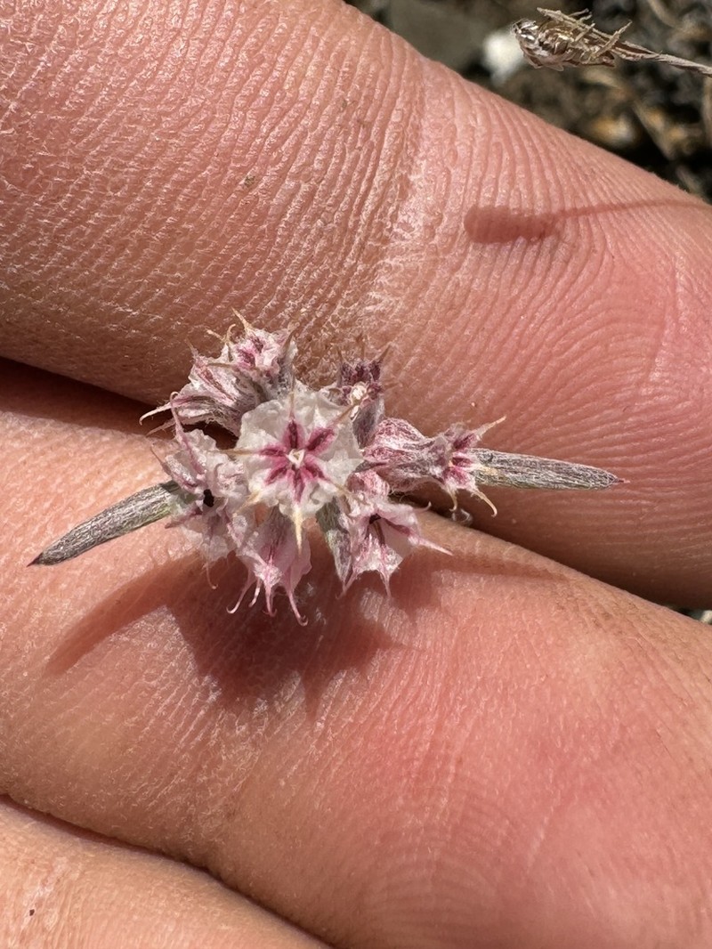 Pink Spineflower photo 5