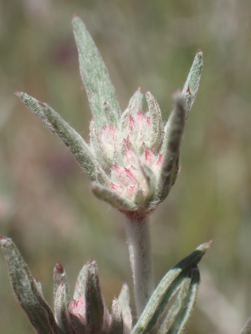 Pink Spineflower photo 7
