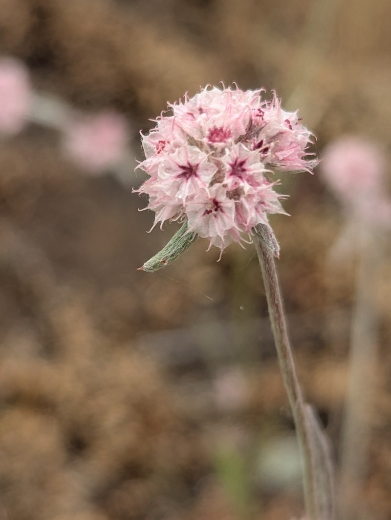 Pink Spineflower photo 8