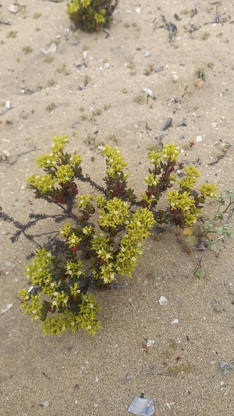 Chorizanthe mieresii