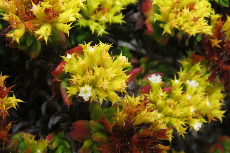 Chorizanthe mieresii photo 2