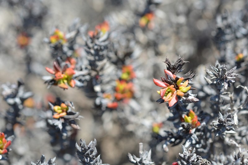 Chorizanthe mieresii photo 3