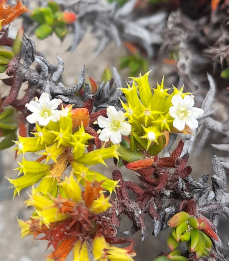 Chorizanthe mieresii photo 5