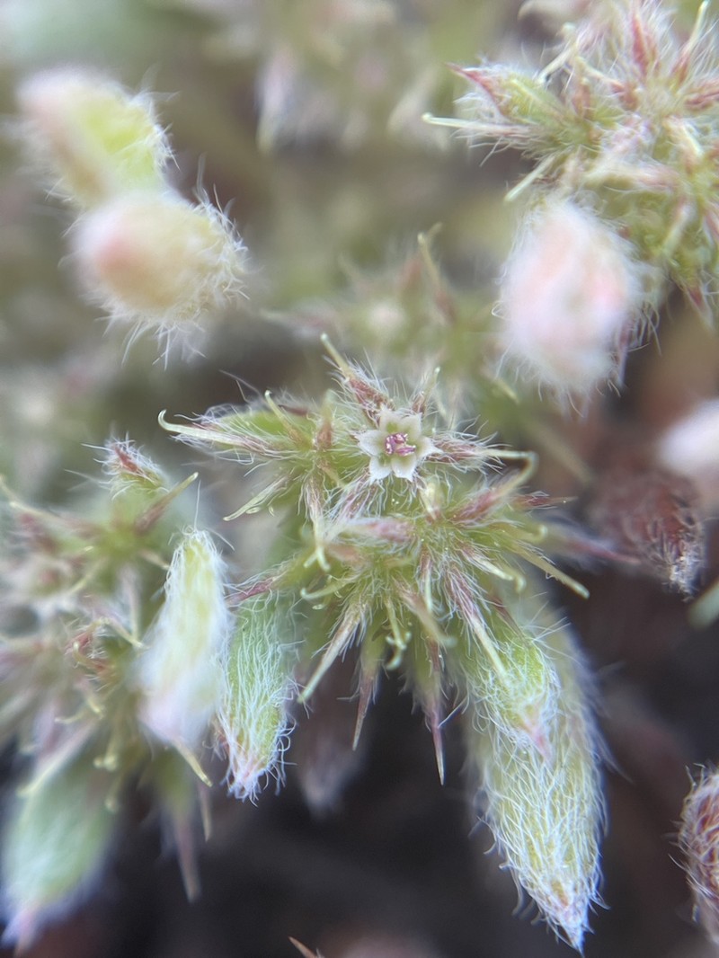 Chorizanthe minutiflora