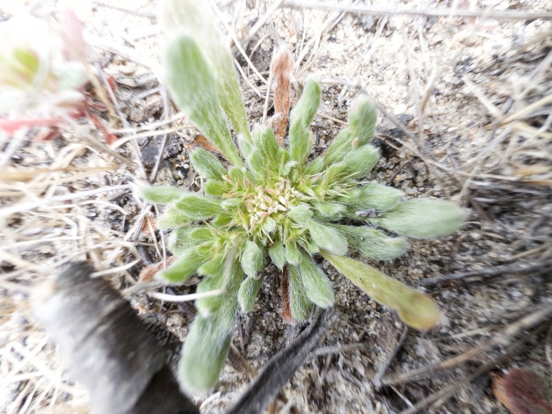 Chorizanthe minutiflora photo 2