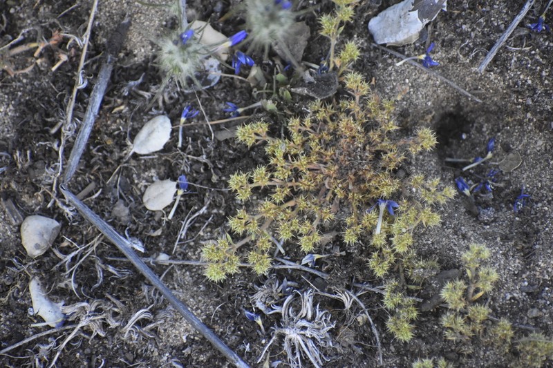 Chorizanthe minutiflora photo 3