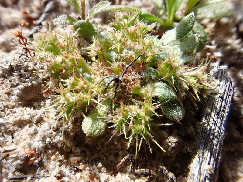 Chorizanthe minutiflora photo 5