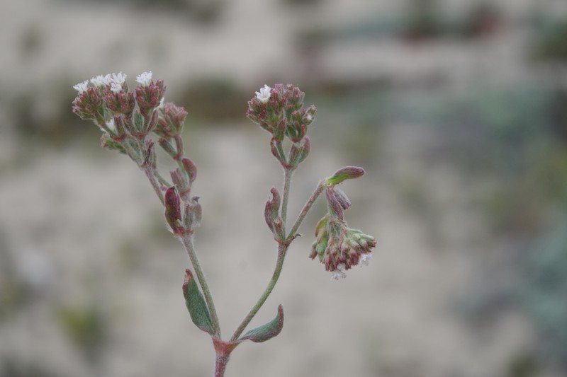 Chorizanthe navasiae photo 2