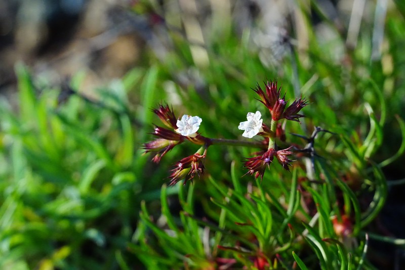 Chorizanthe novoana photo 3