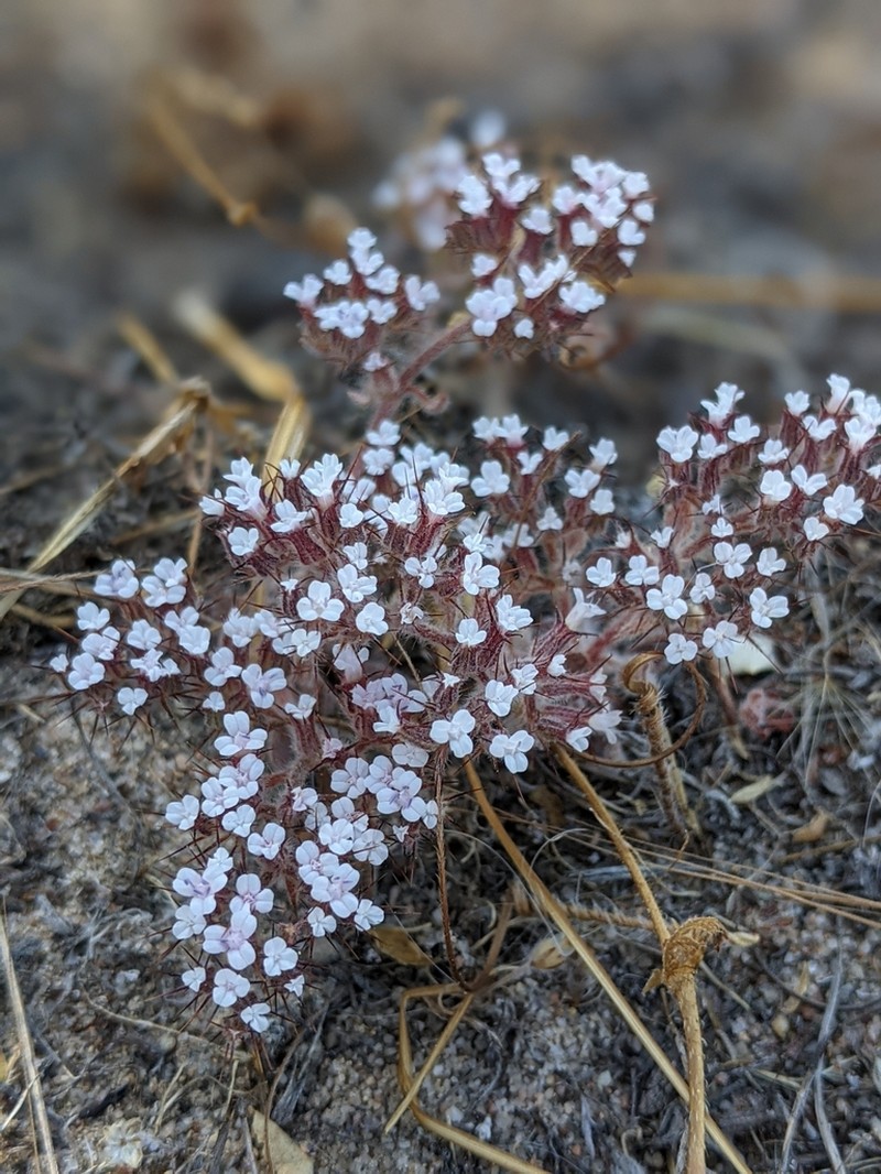 Spoonsepal Spineflower