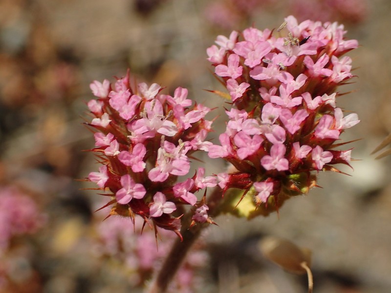 Spoonsepal Spineflower photo 2