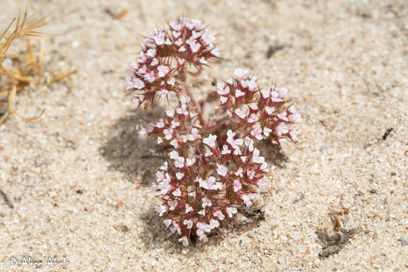 Spoonsepal Spineflower photo 4