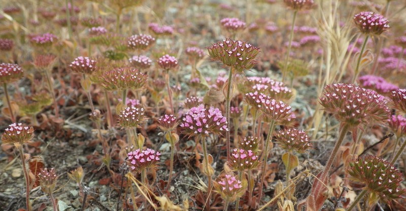 Spoonsepal Spineflower photo 5