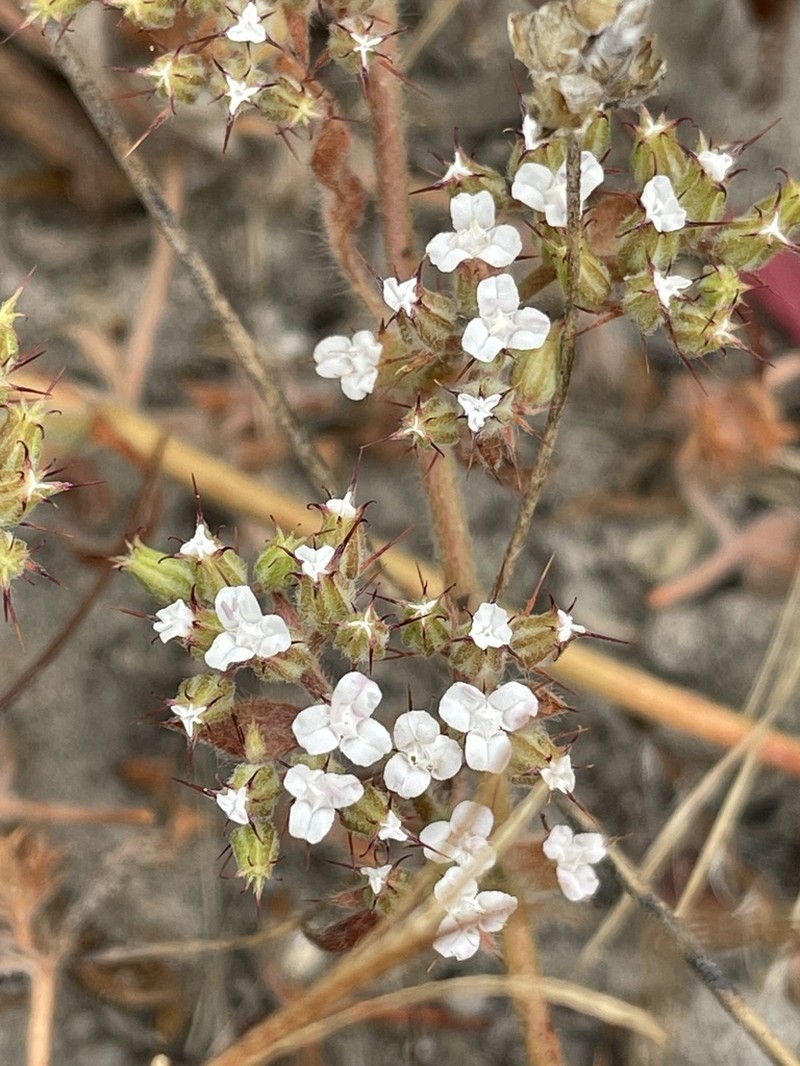 Spoonsepal Spineflower photo 7