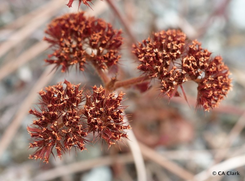 Spoonsepal Spineflower photo 8