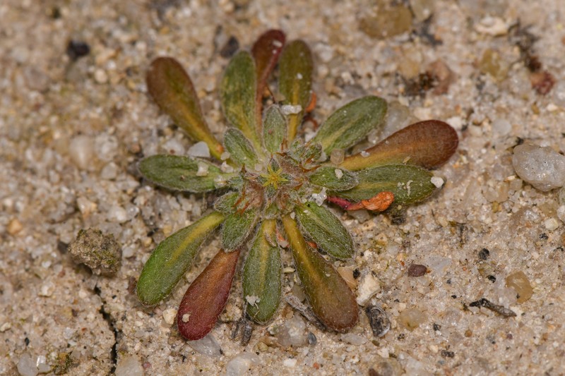 San Diego Spineflower