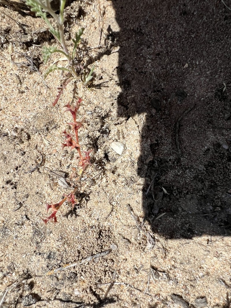 San Diego Spineflower