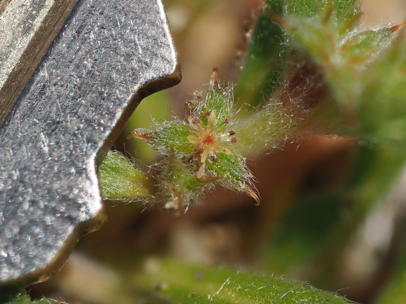 San Diego Spineflower photo 3