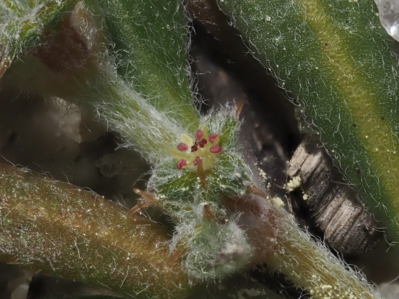 San Diego Spineflower photo 4
