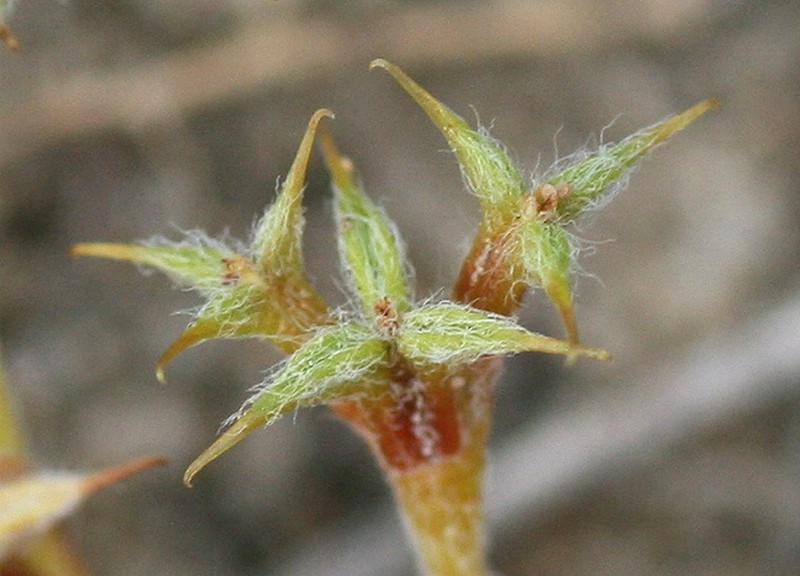 San Diego Spineflower photo 5