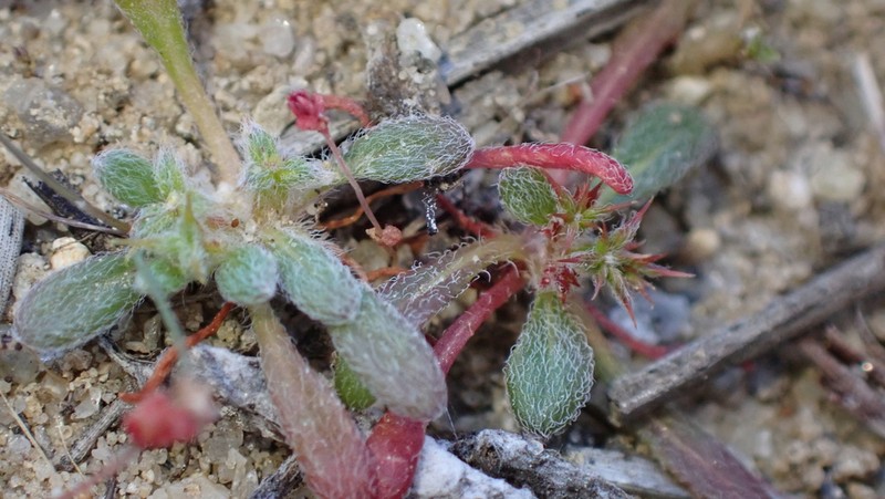 San Diego Spineflower photo 6