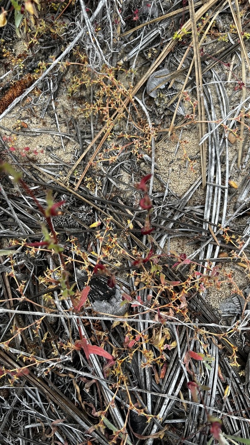 San Diego Spineflower photo 7