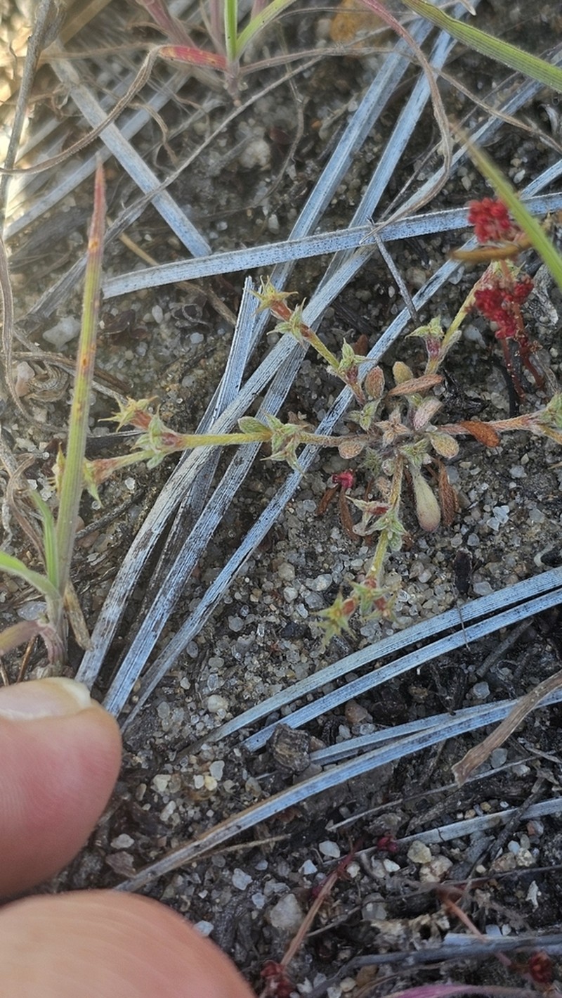 San Diego Spineflower photo 8