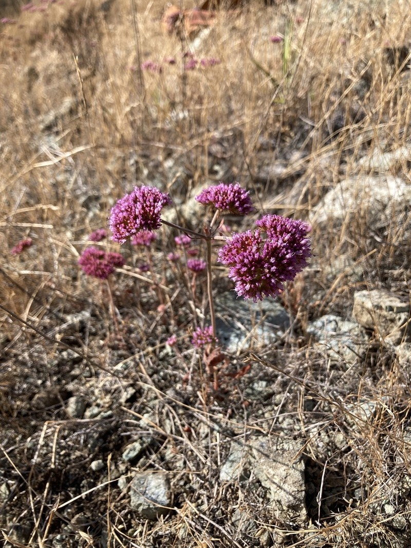Palmer's Spineflower