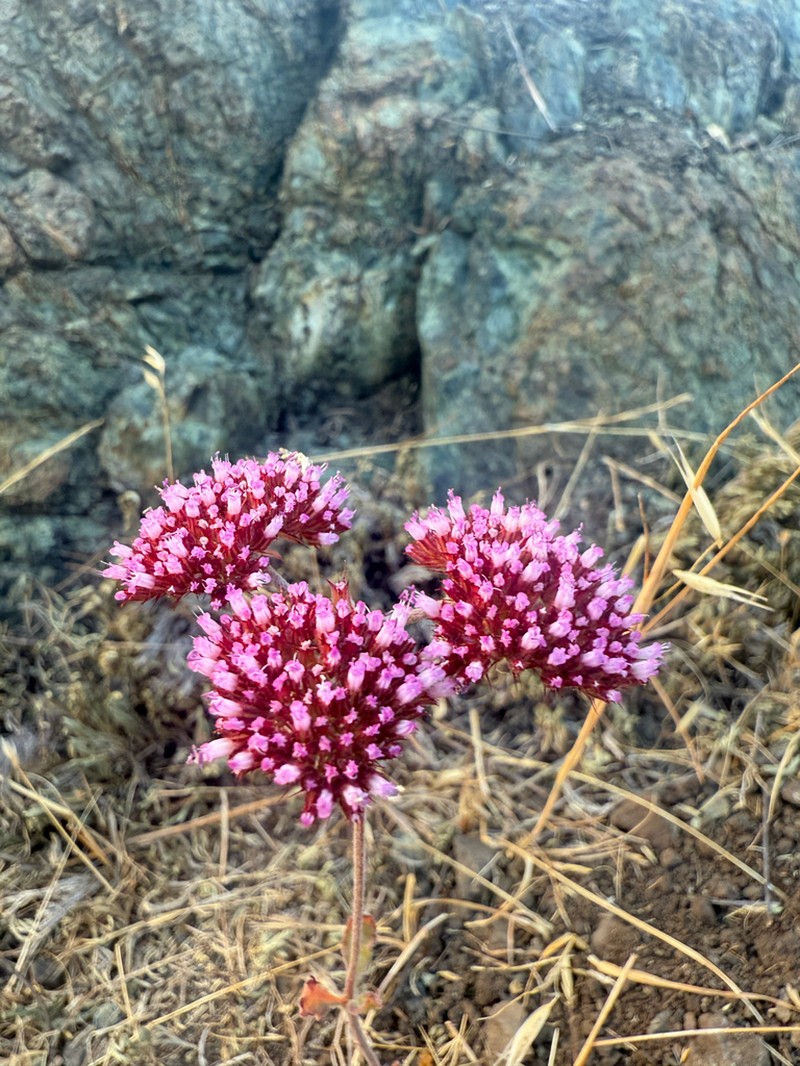 Palmer's Spineflower photo 2