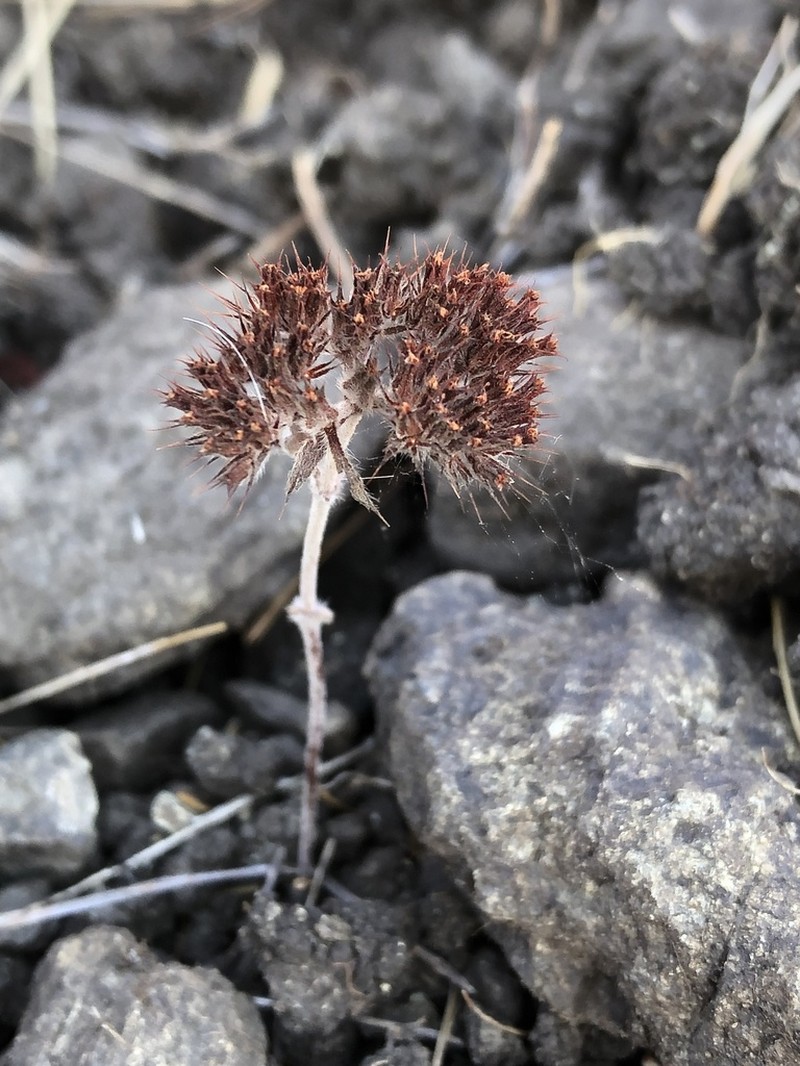 Palmer's Spineflower photo 3