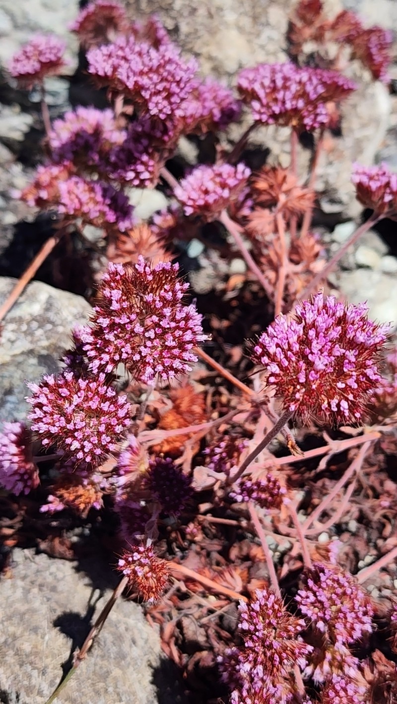 Palmer's Spineflower photo 4
