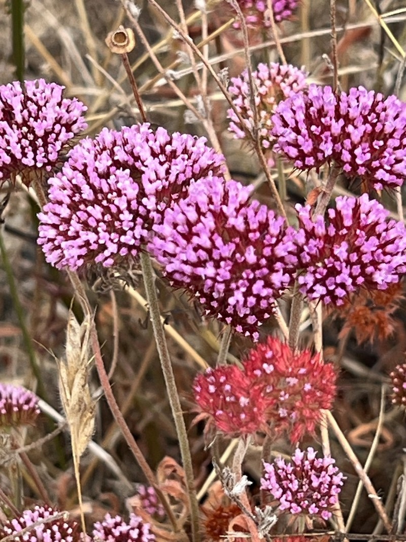 Palmer's Spineflower photo 5